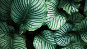 Eye-catching green plants slideshow background image 